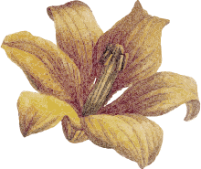 fleur jaune