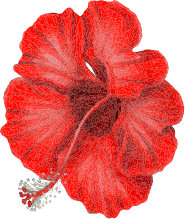 fleur rouge