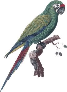 perroquet vert